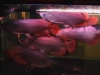 Top-Quality-Asian-Red-RTG-Super-Red-Chili-Red-Golden-X-back-Arowanas-For-Sale-at-very-good-disc