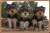 LIL-CUTE-PLAYFUL-HEALTHY-YORKIE-PUPPIES-